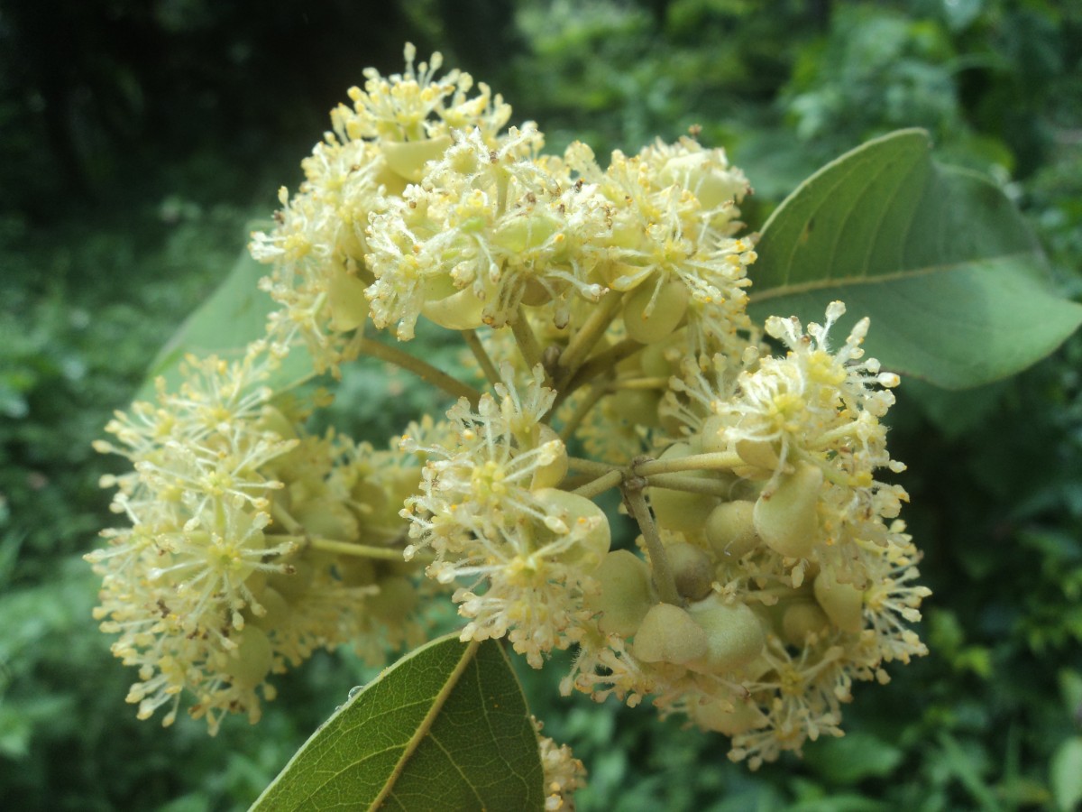 Litsea glutinosa (Lour.) C.B.Rob.